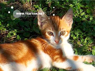 گالري عکس حيوانات